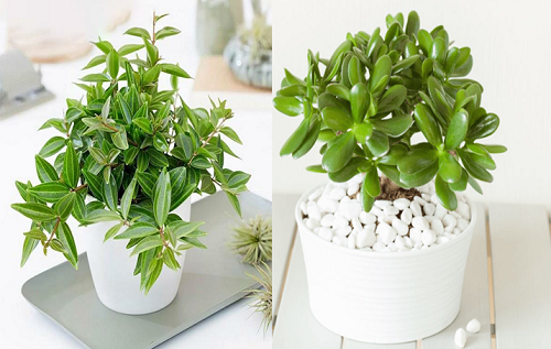 5 loại hoa đặt ở phòng khách hút tài lộc cực đỉnh