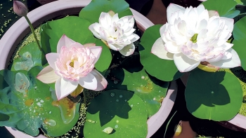 Bất ngờ 9X trải bạt trồng sen, không tốn đất lại nhanh cho củ, mỗi tháng thu 80 triệu đồng