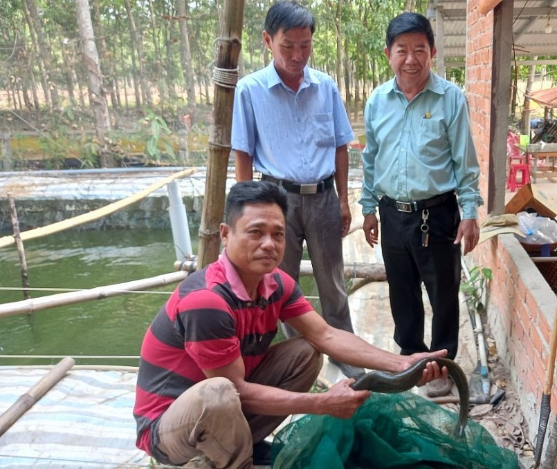 Ông Giàu đã đúc kết ra quy trình nuôi chạch lấu sinh sản nên chủ động được con giống. Ông Giàu đã đúc kết ra quy trình nuôi chạch lấu sinh sản nên chủ động được con giống.