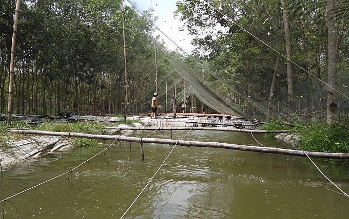 Cách thiết kế ao nuôi chạch lấu nổi trong vườn cao su để tận dụng nguồn nước tưới cây, cho lợi kép. Cách thiết kế ao nuôi chạch lấu nổi trong vườn cao su để tận dụng nguồn nước tưới cây, cho lợi kép.