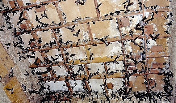 Nghề nuôi yến cần tuân thủ các quy định của pháp luật và áp dụng các tiêu chuẩn xuất khẩu. Nghề nuôi yến cần tuân thủ các quy định của pháp luật và áp dụng các tiêu chuẩn xuất khẩu.