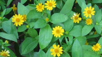 Tác dụng hữu ích của cây cúc áo