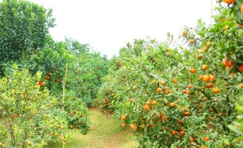 Bắc Giang: Khu sinh thái Hoa Quả Sơn được công nhận là điểm du lịch