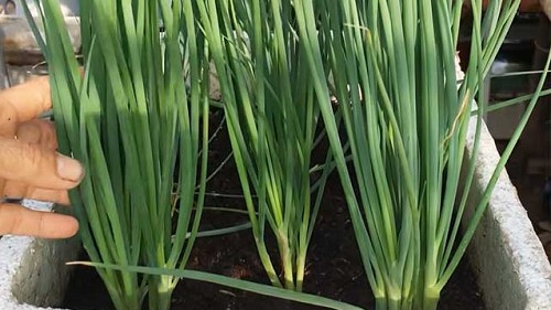 Loại rau ai đi chợ cũng mua, là kháng sinh tự nhiên, bổ não nhưng nấu sai sẽ hại cho sức khỏe