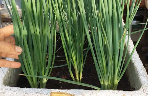 Loại rau có nhiều ở Việt Nam, có nhiều tác dụng tốt với sức khỏe