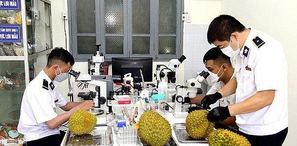 Công tác kiểm dịch quả sầu riêng tươi khi xuất khẩu qua Cửa khẩu Hữu Nghị.