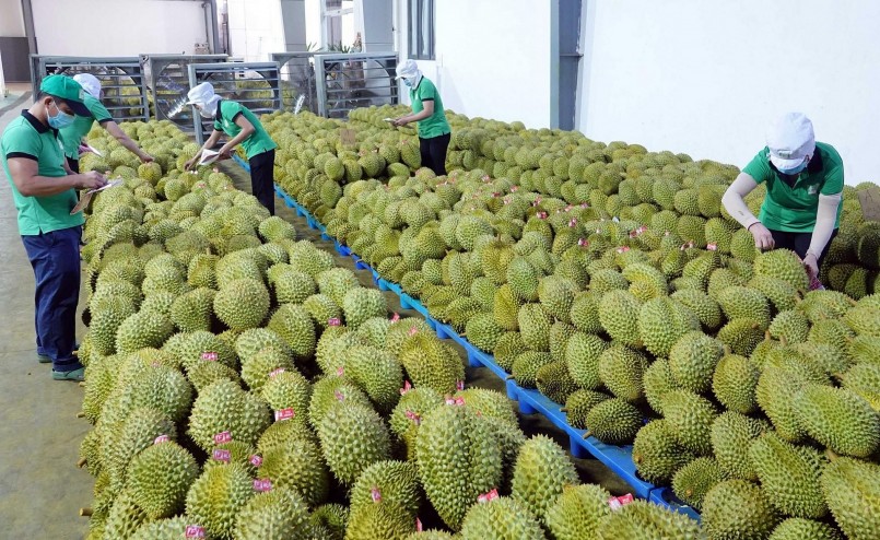 . Chỉ tính riêng trong tháng 5/2023, sầu riêng xuất khẩu tăng gấp hơn 10 lần (1.082% ) so với tháng 4. 