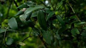 Tác dụng không ngờ của cây củ nâu