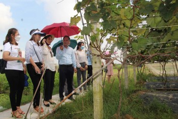 Hải Dương khuyến cáo người dân không nên mở rộng trồng nho hạ đen