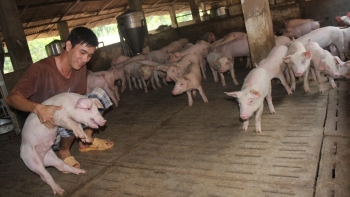 Giá heo hơi hôm nay 11/7: Biến động trái chiều, người nuôi heo liên tiêp nhận tin vui, cơ hội tái đàn thuận lợi