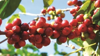 Giá nông sản hôm nay 11/7: Cà phê rung lắc với đợt giảm sâu, hồ tiêu trầm lắng neo giá cũ