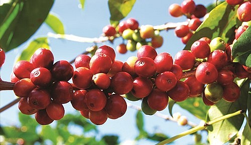 Giá nông sản hôm nay (11/7) giá cà phê sàn kỳ hạn rung lắc với đà giảm sâu, trong đó, giá cà phê robusta giảm 1,72% về mức 2.576 USD/tấn. 