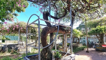 Cây hoa giấy độc nhất tại tỉnh Ninh Bình, thân cổ thụ dáng long giá nửa tỷ