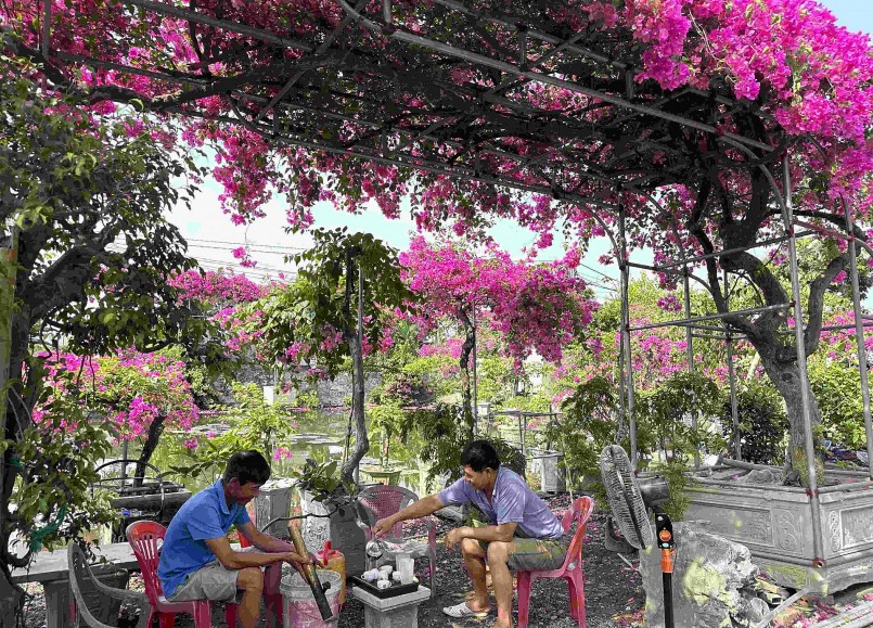 Các nhà vườn ở thôn Xuân Mai sở hữu những cây hoa giấy cỡ lớn, tuổi đời hàng chục năm.