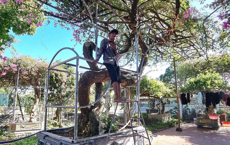 hoa giấy cổ thụ dáng long cao hơn 5 mét, tán rộng 10 mét.