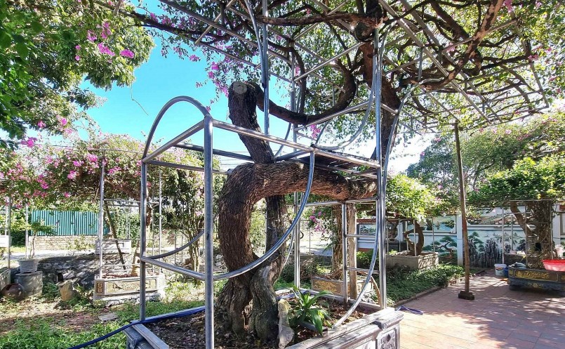 Cây hoa giấy cổ thụ dáng long cực hiếm tại Ninh Bình.