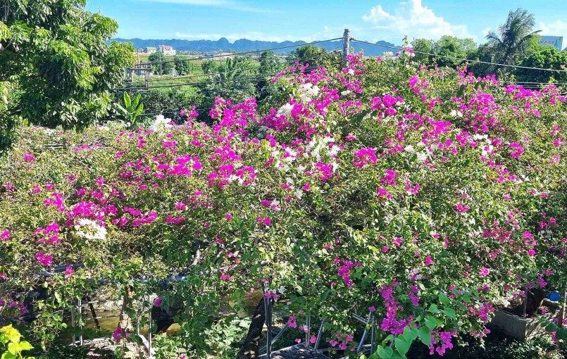Cây hoa giấy dáng long của ông Vũ Văn Lanh có màu hoa giống xác pháo.