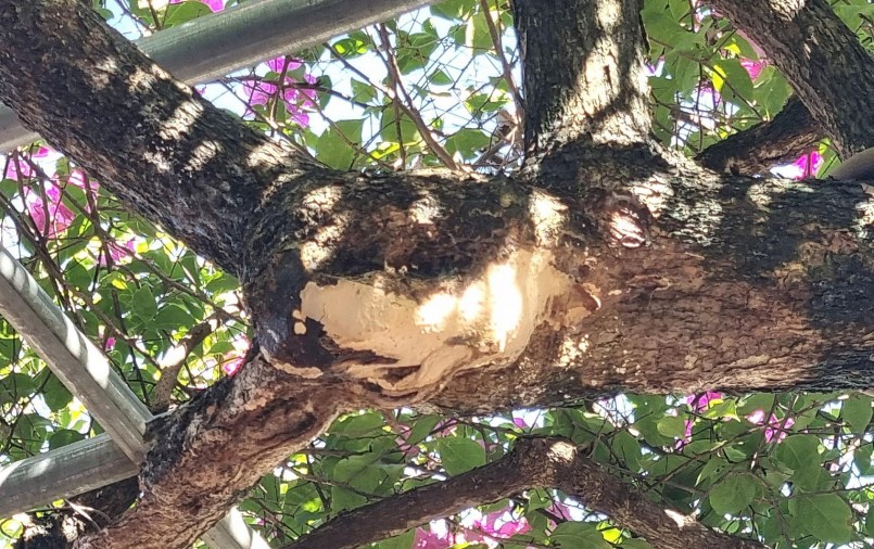 Thân cây hoa giấy dáng long cổ thụ có đoạn mốc trắng.