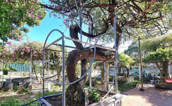 Cây hoa giấy độc nhất tại tỉnh Ninh Bình, thân cổ thụ dáng long giá nửa tỷ