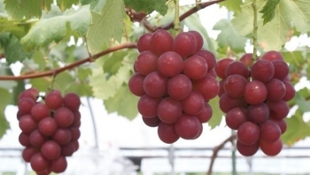 Siêu nho đắt nhất thế giới 250 triệu đồng/chùm nhà giàu cũng chỉ dám mua 1 quả, bất ngờ giá rẻ ngập chợ mạng