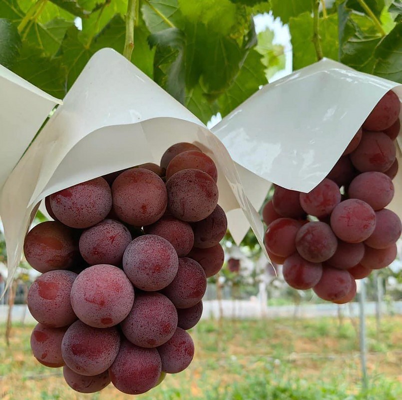 Nho Ruby Roman trước kia chỉ có ở Nhật, nay được Trung Quốc trồng ở quy mô lớn (Ảnh: NVCC)