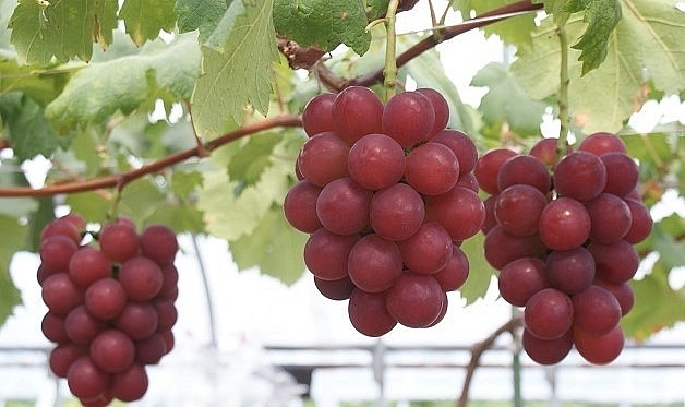 Siêu nho đắt nhất thế giới từng được đấu giá tại Nhật bản với giá 250 triệu đồng/chùm. 