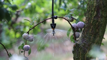 Chăm sóc trái mận đặc sản bằng điện thoại, làm mưa tự động... những điều không tưởng của nông dân vùng rẻo cao