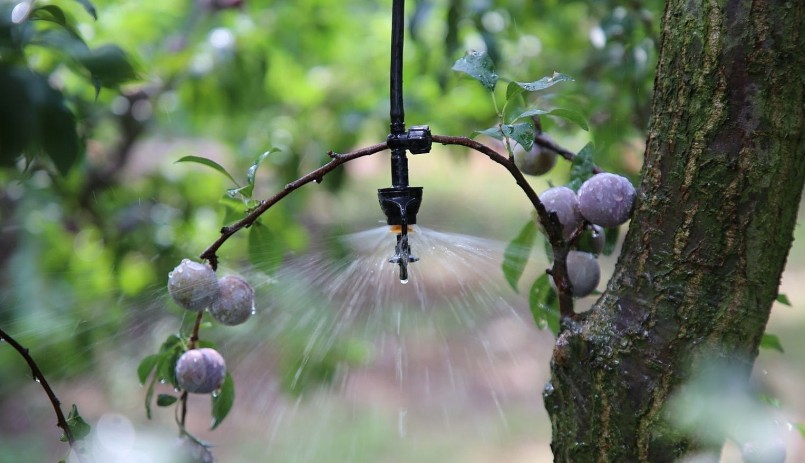 Mưa tự động giúp trái mận thoát khỏi thảm họa sương muối.