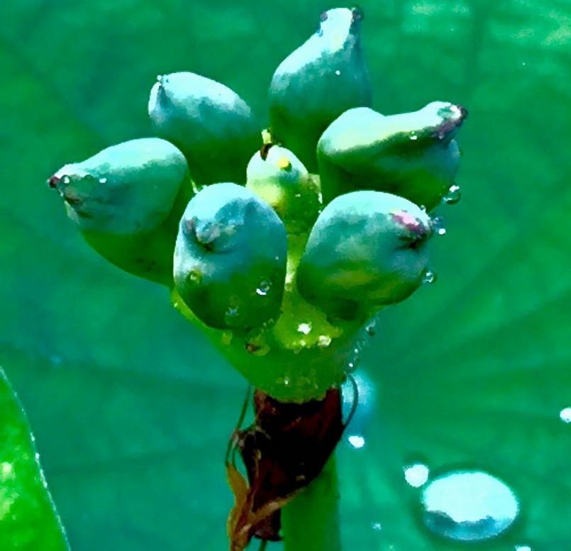 Ngoài vẻ đẹp và hương thơm, sen cung đình còn khiến ông Điệp say đắm bởi những đài sen nhả ra hạt ngọc xanh biếc. 