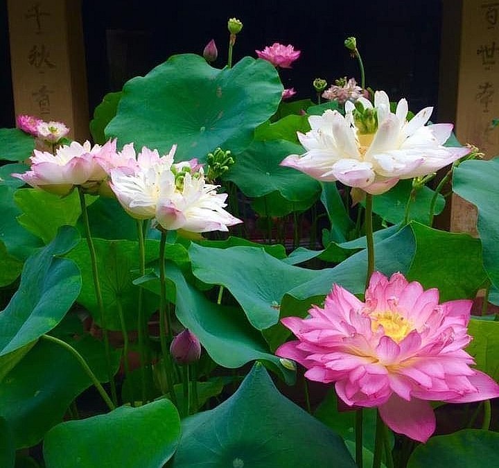 Trong một chậu sen cung đình có 2 - 3 bông hoa liền nhau nhưng lại có màu sắc và phom hoa khác hẳn nhau.