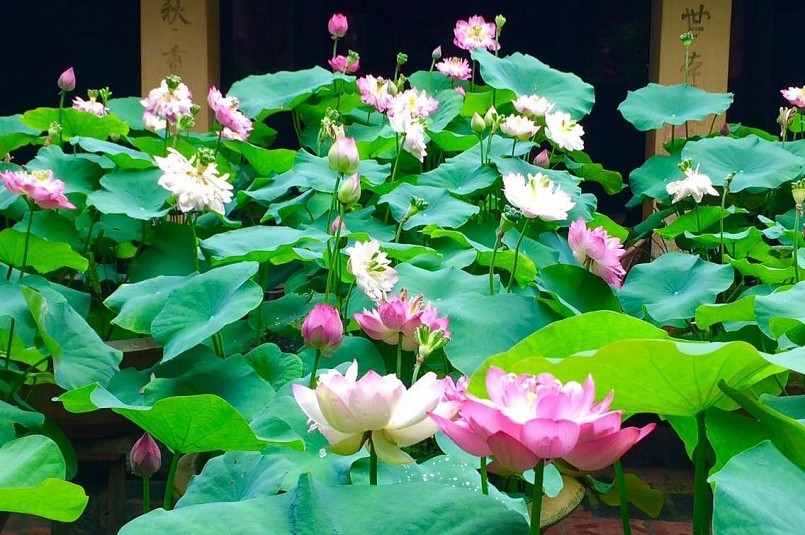 Vườn sen cung đình bên chùa Đậu hơn 10 năm nay bung hoa thơm ngát.