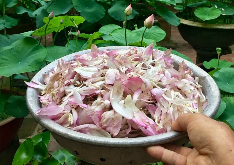 Những cánh sen được giữ lại để ướp trà đãi khách.