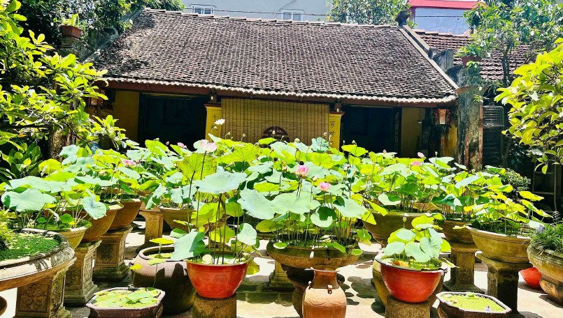 Hơn 30 chậu sen cung đình được ông Điệp đặt trước sân ngôi nhà 3 gian được xây dựng từ năm 1922.
