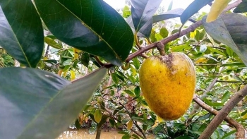 Bình bát dầm đường, món ăn gợi nhớ bầu trời tuổi thơ