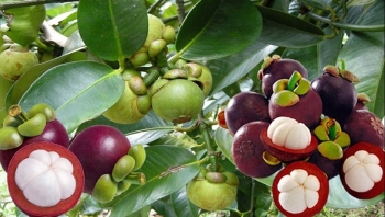 Tác dụng phụ của việc ăn quá nhiều măng cụt mà không phải ai cũng biết