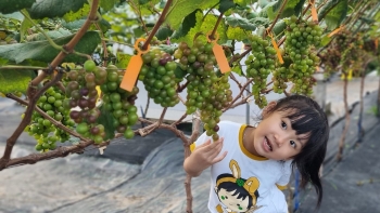 Nông dân miền Tây 'chơi lớn' khi trồng tới 7 giống nho trong trang trại nghìn m2