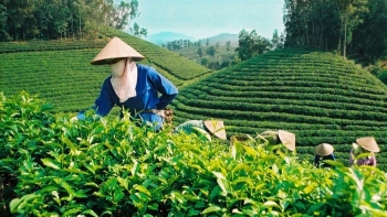 Xuất khẩu chè nhiều nhất sang thị trường Pakistan