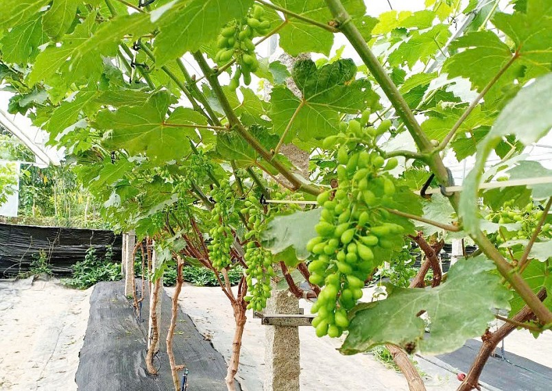 Anh Thắng đang có dự định mở rộng diện tích vườn nho lên 2.000 m2.