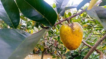 Bình bát dầm đường, món ăn gợi nhớ bầu trời tuổi thơ