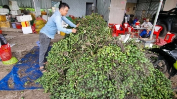 Giá cau non tăng nhẹ, cao nhất 10.000 đồng/kg