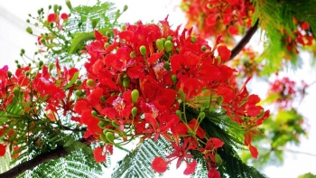 Phượng vĩ - Loài cây kỉ niệm mang nhiều công dụng tuyệt vời cho sức khỏe