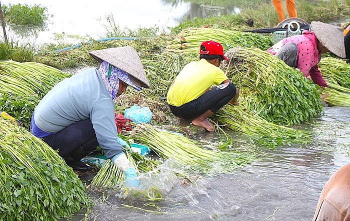 Công dụng tuyệt vời của rau cần nước (cần ta) mang lại cho sức khỏe