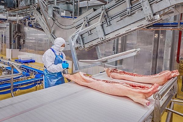 Người dân Hưng Yên phấn khởi vì giá lợn hơi tăng