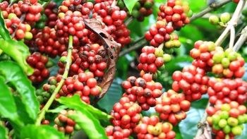 Giá nông sản hôm nay 12/7: Cà phê đỏ sàn kỳ hạn, hồ tiêu lặng sóng giữ đỉnh 70.500 đồng/kg