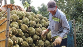 Sầu riêng giá cao, thương lại cọc tiền tỷ vẫn khó chốt khi nhà vườn còn chờ giá tăng