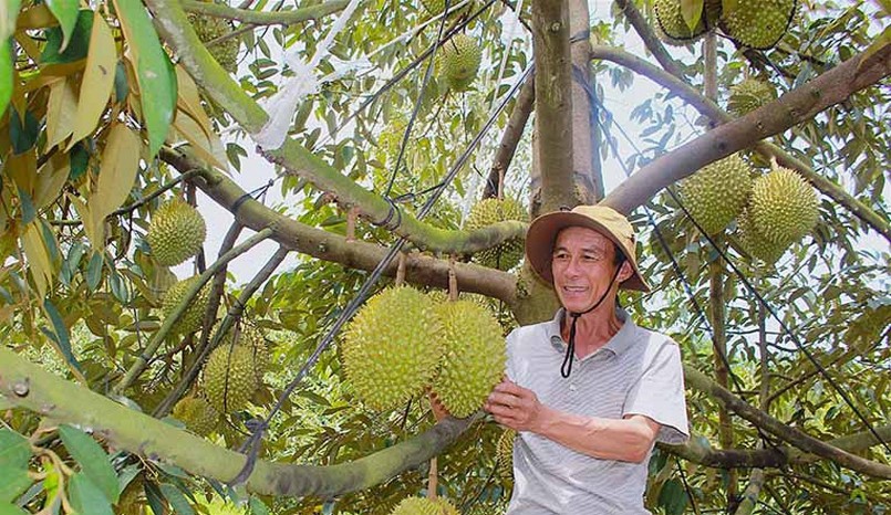 Nhà vườn còn sầu riêng kỳ vọng giá tăng thêm nên chưa chốt giá. Nhà vườn còn sầu riêng kỳ vọng giá tăng thêm nên chưa chốt giá.