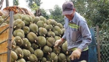 Sầu riêng giá cao, thương lại cọc tiền tỷ vẫn khó chốt khi nhà vườn còn chờ giá tăng