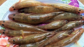 Loại cá xưa rẻ bèo ít người ăn, nay thành đặc sản được người thành phố ưa chuộng, 160.000 đồng/kg