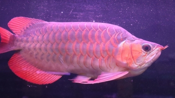 Lập trại nghìn m2 nuôi loài cá đẹp nhất thế giới, từng mất tiền tỷ giờ thu trăm triệu mỗi tháng