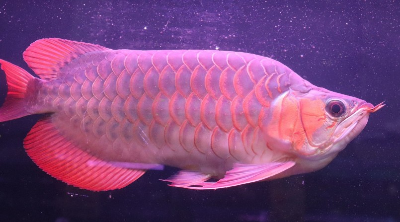 Huyết long có màu sắc đẹp được nhiều người chơi ưa chuộng được ví là vua của các loài cá cảnh.